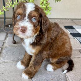 Snickers - Tri-color male Bernedoodle puppy in Superior, Arizona from Mountain Bridge Doodles