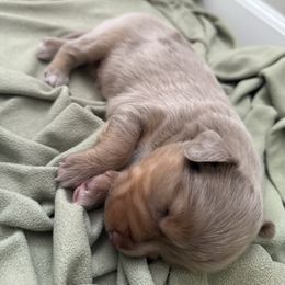 Flash - Red merle male Australian Shepherd puppy in East Hartford, Connecticut from CT Aussies