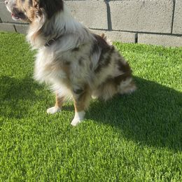 Atticus - Miniature Australian Shepherd