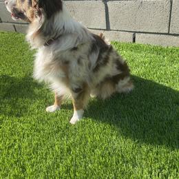 Atticus - Miniature Australian Shepherd
