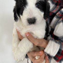 Pasha Purple - Black and white Sheepadoodle puppy in Camarillo, California from Oodles and Oodles of Doodles