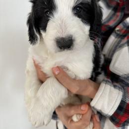 Pasha Purple - Black and white Sheepadoodle puppy in Camarillo, California from Oodles and Oodles of Doodles