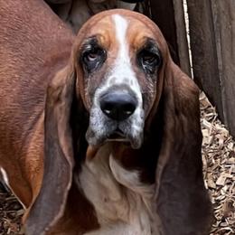 Bacon - Basset Hound