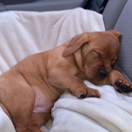 Dilute Retriever Puppies from MBR Labradors