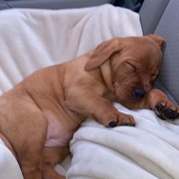 Dilute Retriever Puppies from MBR Labradors