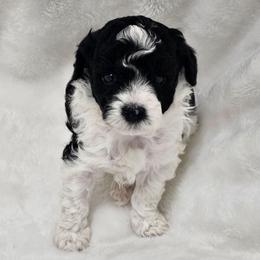 Barron - Parti male Poodle puppy in Puyallup, Washington from Pure Parti Poodles