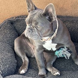 Stormy 💙 - Black and tan French Bulldog puppy in Inglewood, California from French OG Los Ángeles