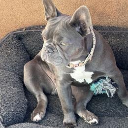 Stormy 💙 - Black and tan French Bulldog puppy in Inglewood, California from French OG Los Ángeles