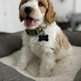 Goldendoodle All Grown Up from Goldendoodle AZ