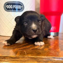 Odee - Tri-colored male Pomeranian puppy in Lakeport, California from Akins Aussies/Wild Rose Ranch