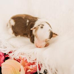 Chief Bogo - Red merle male Miniature Australian Shepherd puppy in Enoch, Utah from Twisted H Aussies