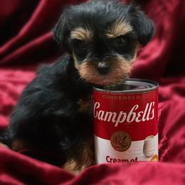 Dorian Small toy teacup - Black male Miniature Schnauzer puppy in Kentucky from Mrs Bs Teeny Schnauzers & Doodles