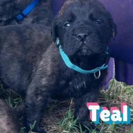 Toby - Brindle male Mastiff puppy in Carthage, Missouri from Mama’s Mastiffs