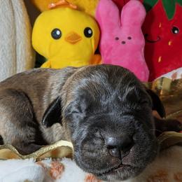 Bright Pink collar: Dew Drop - Black brindle female Cane Corso puppy in Franktown, Colorado from Earth and Ship Cane Corso