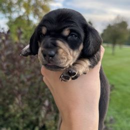 Junie - Black and cream female Dachshund puppy in Woodville, Wisconsin from Dairyland Dachshunds