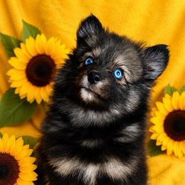 Cassiopeia - Wolf sable female Pomsky puppy in Rhome, Texas from TyeDye Kennels