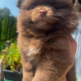 Taffy - Chocolate female Pomeranian puppy in Bristol, Connecticut from Mala Poms