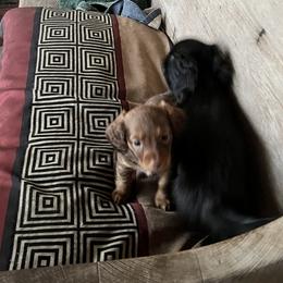 Dachshund Puppies from The Weenie Herd Mom