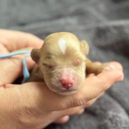 Boy 7 - Apricot male Goldendoodle puppy in Wharton, Texas from Little Fur Friends
