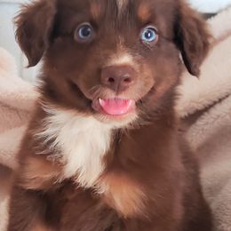 Australian Shepherds and Miniature Australian Shepherds from Laudrick Aussies
