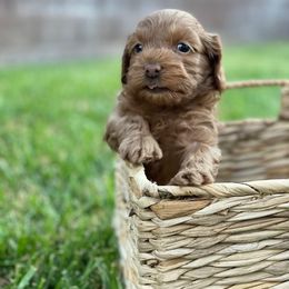 Maltipoo Puppies from Piper N Penny