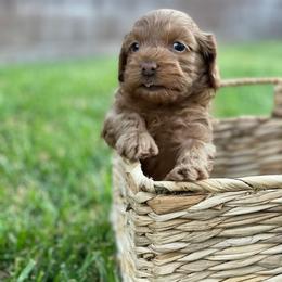 Maltipoo Puppies from Piper N Penny