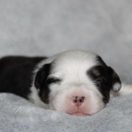 Pebbles - Black and tan female Pembroke Welsh Corgi puppy in Goliad, Texas from Rogers’ Fluffy Butt Corgis