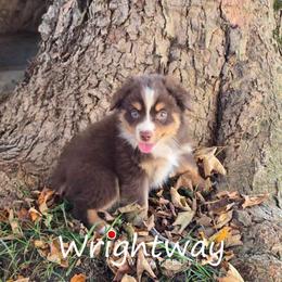 Creek - Red tri male Miniature Australian Shepherd puppy in Dowagiac, Michigan from Wrightway Wigglebutts