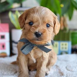 Noodle - Red male Cavapoo puppy in Salado, Texas from Red Ranch Dogs
