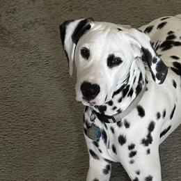 Dalmatians from Dallas Dalmatians