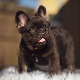 Rocky - Tricolors male French Bulldog puppy in Ben Lomond, Arkansas from Miesha Carver's Bulldogs