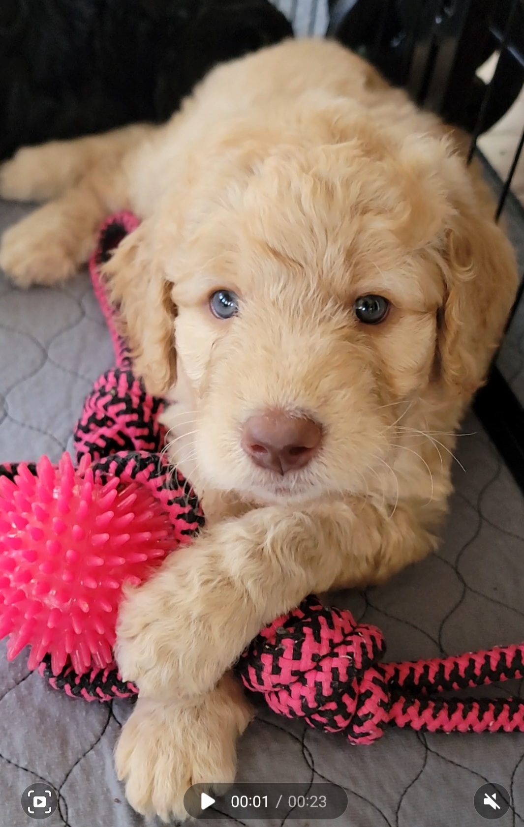 Girl 2 - Apricot Goldendoodle puppy in Orlando, Florida from Rae's Littles