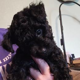 Bailey - Black and white female Aussiedoodle puppy in Windom, Texas from Wild Farm Puppies
