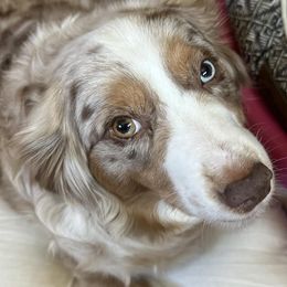 Miniature Australian Shepherds from Elk River’s  Mini Australia Shepard