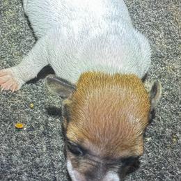 Girl 2 - White and tan female Toy Fox Terrier puppy in Briggs, Texas from TAC Team Kennels
