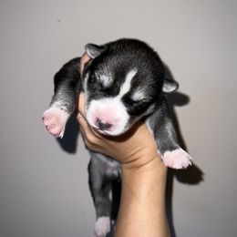 Siberian Husky Puppies from SoFlo Siberians