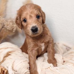Willow - Apricot female Goldendoodle puppy in Auburn, California from Golden Acre Doodles