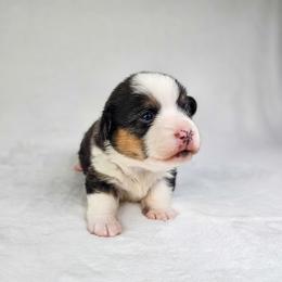 Poppy - Black and tan female American Corgi puppy in Taylorsville, North Carolina from America's Red White and Bluie Corgis