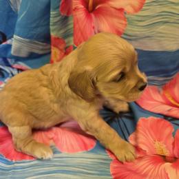 Girl 1 - Cream female Cavapoo puppy in Lewisburg, Pennsylvania from Jessie's Puppies