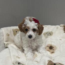Perdita - Parti female Poodle puppy in Matteson, Illinois from Chitownpupz