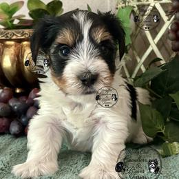 Harley - Black tan and white male Biewer Terrier puppy in Oklahoma from Rocky Oak Cavaliers & Biewer Terriers LLC