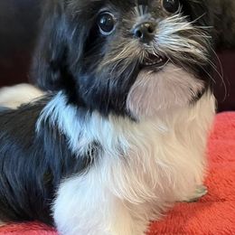 Mi-Kis from By Design Mi-Ki’s