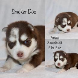 Snicker Doo - Chocolate female Pomsky puppy in Denham Springs, Louisiana from Bayouland Pomskies