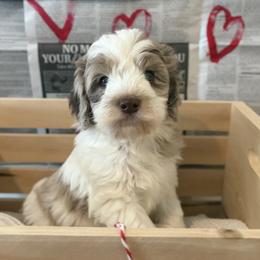 Remi - Merle male Goldendoodle puppy in Zeeland, Michigan from Dandelion Lane Doodles