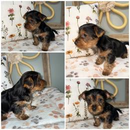 Boone - Black and gold male Morkie puppy in Cleveland, Tennessee from Moody’s Morkies and More
