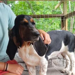 Jacks - Black brown and white male Basset Hound puppy in Newton Grove, North Carolina from MGA Basset Hound