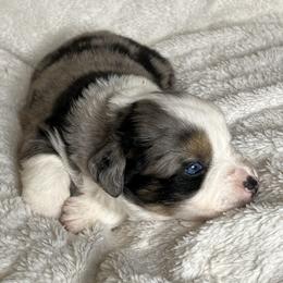 Blue Merle Male with Blue Eyes - Blue merle male Miniature Australian Shepherd puppy in Taunton, Massachusetts from Checkered Flag Champions Mini Aussies