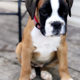 Boxer Puppies from Mount Juliet Boxers of Nabors