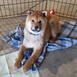 Light Red - Red male Shiba Inu puppy in Fairbanks, Alaska from Arctic Kennels (Pomskies, Akitas & Shibas)