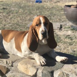 Belle - Basset Hound